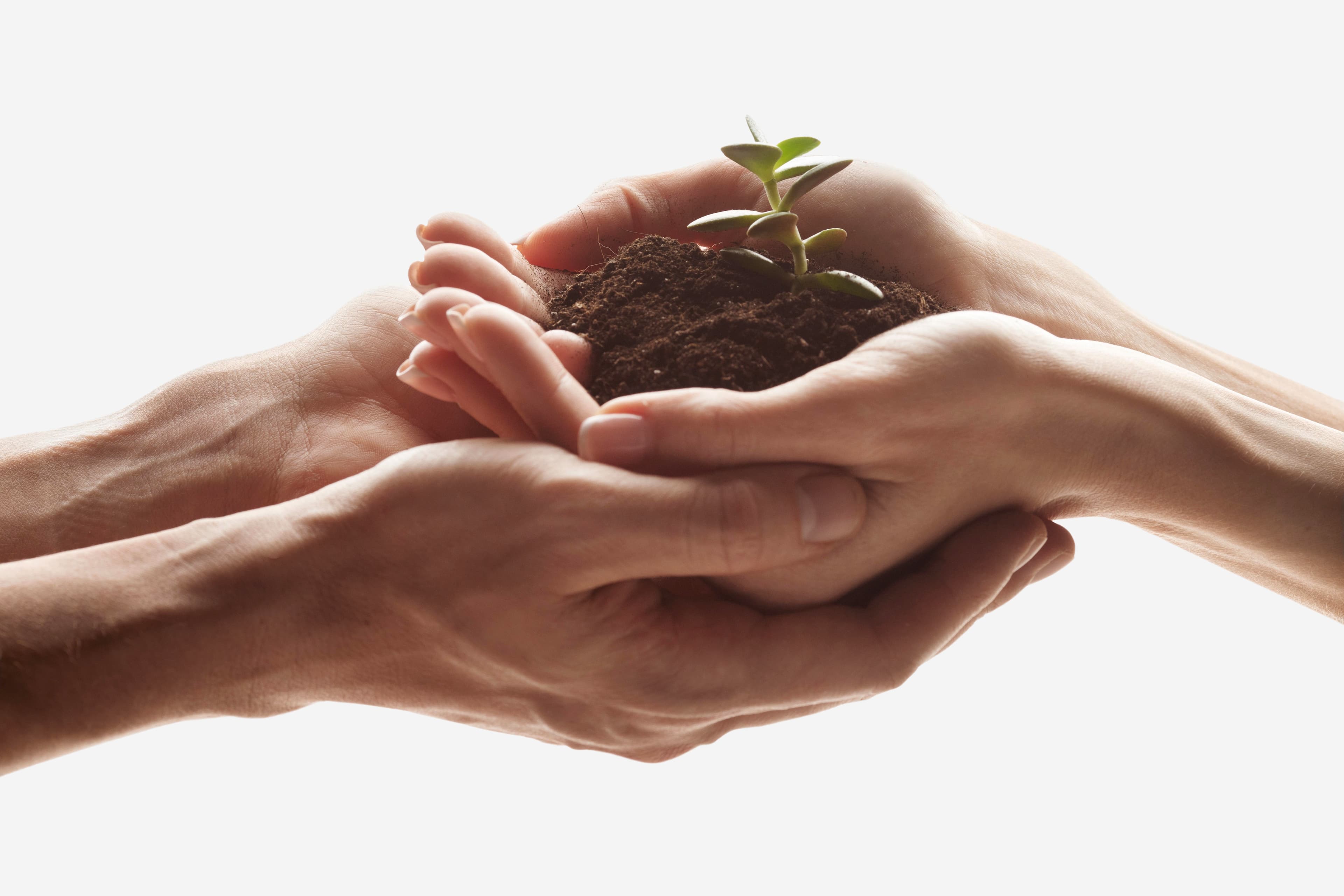 Parrainage - Mains tenant une plante